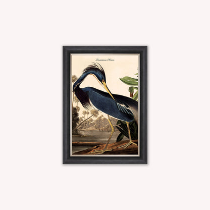 Luxury Velvet Art Print - Vintage Birds - Louisiana Heron Framed Wall Art
