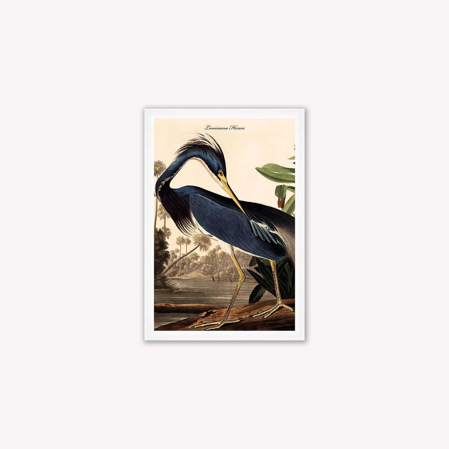 Luxury Velvet Art Print - Vintage Birds - Louisiana Heron Framed Wall Art