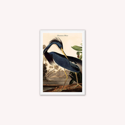 Luxury Velvet Art Print - Vintage Birds - Louisiana Heron Framed Wall Art