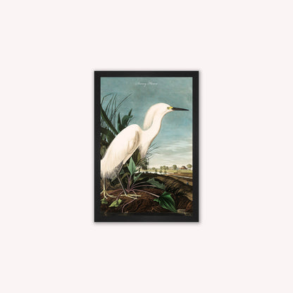Luxury Velvet Art Print - Vintage Birds - Snowy Heron Framed Wall Art