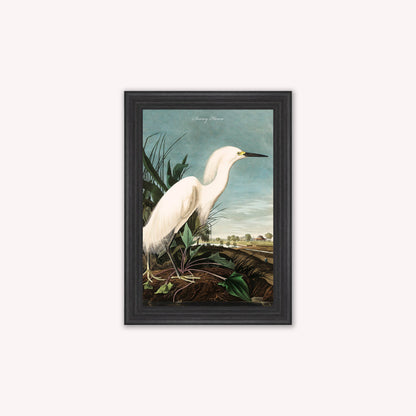 Luxury Velvet Art Print - Vintage Birds - Snowy Heron Framed Wall Art