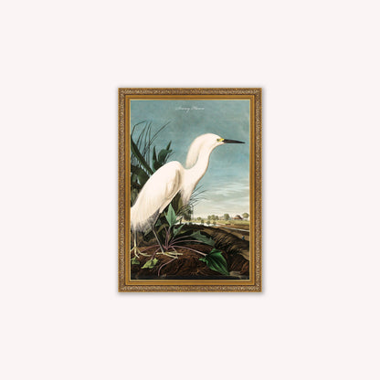 Luxury Velvet Art Print - Vintage Birds - Snowy Heron Framed Wall Art