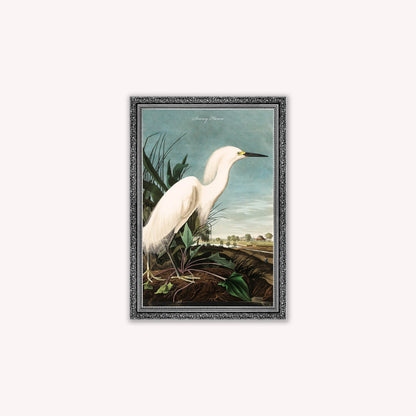Luxury Velvet Art Print - Vintage Birds - Snowy Heron Framed Wall Art