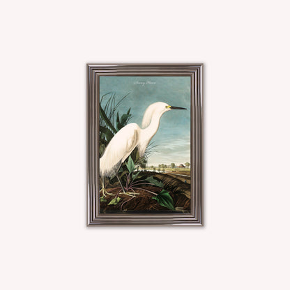 Luxury Velvet Art Print - Vintage Birds - Snowy Heron Framed Wall Art