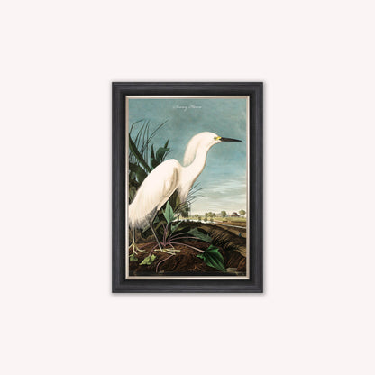 Luxury Velvet Art Print - Vintage Birds - Snowy Heron Framed Wall Art