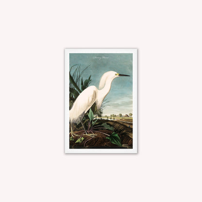 Luxury Velvet Art Print - Vintage Birds - Snowy Heron Framed Wall Art