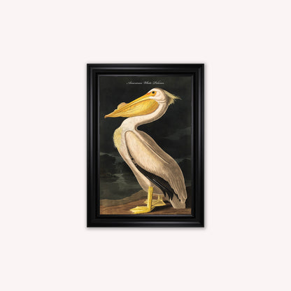 Luxury Velvet Art Print - Vintage Birds - White Pelican Framed Wall Art