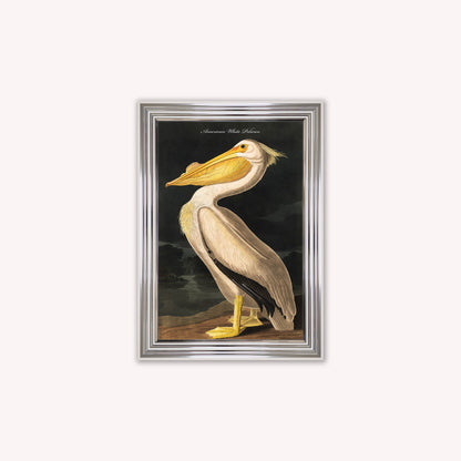Luxury Velvet Art Print - Vintage Birds - White Pelican Framed Wall Art