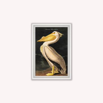 Luxury Velvet Art Print - Vintage Birds - White Pelican Framed Wall Art