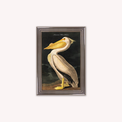 Luxury Velvet Art Print - Vintage Birds - White Pelican Framed Wall Art