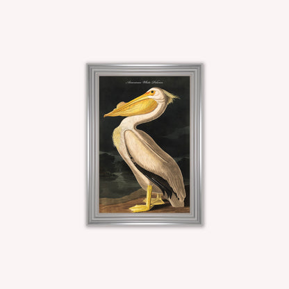 Luxury Velvet Art Print - Vintage Birds - White Pelican Framed Wall Art