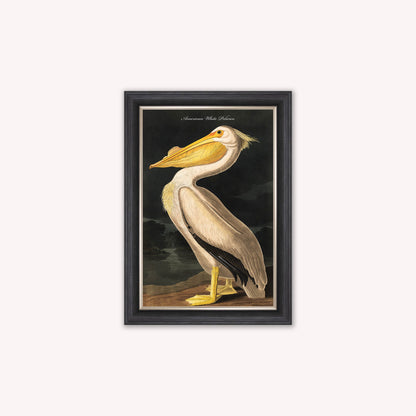 Luxury Velvet Art Print - Vintage Birds - White Pelican Framed Wall Art