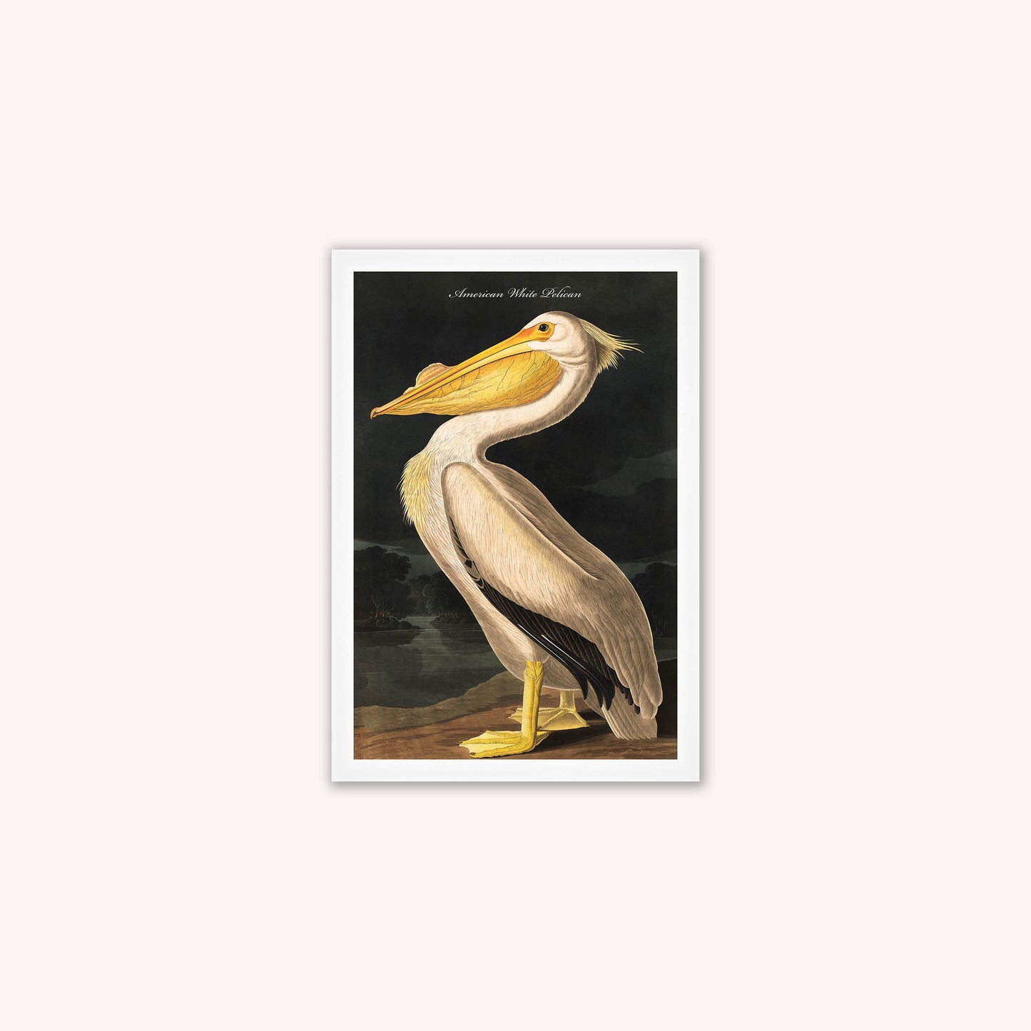 Luxury Velvet Art Print - Vintage Birds - White Pelican Framed Wall Art