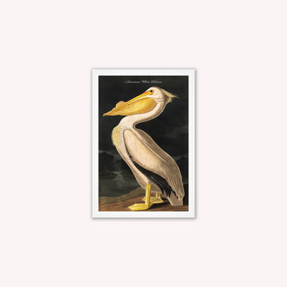 Luxury Velvet Art Print - Vintage Birds - White Pelican Framed Wall Art