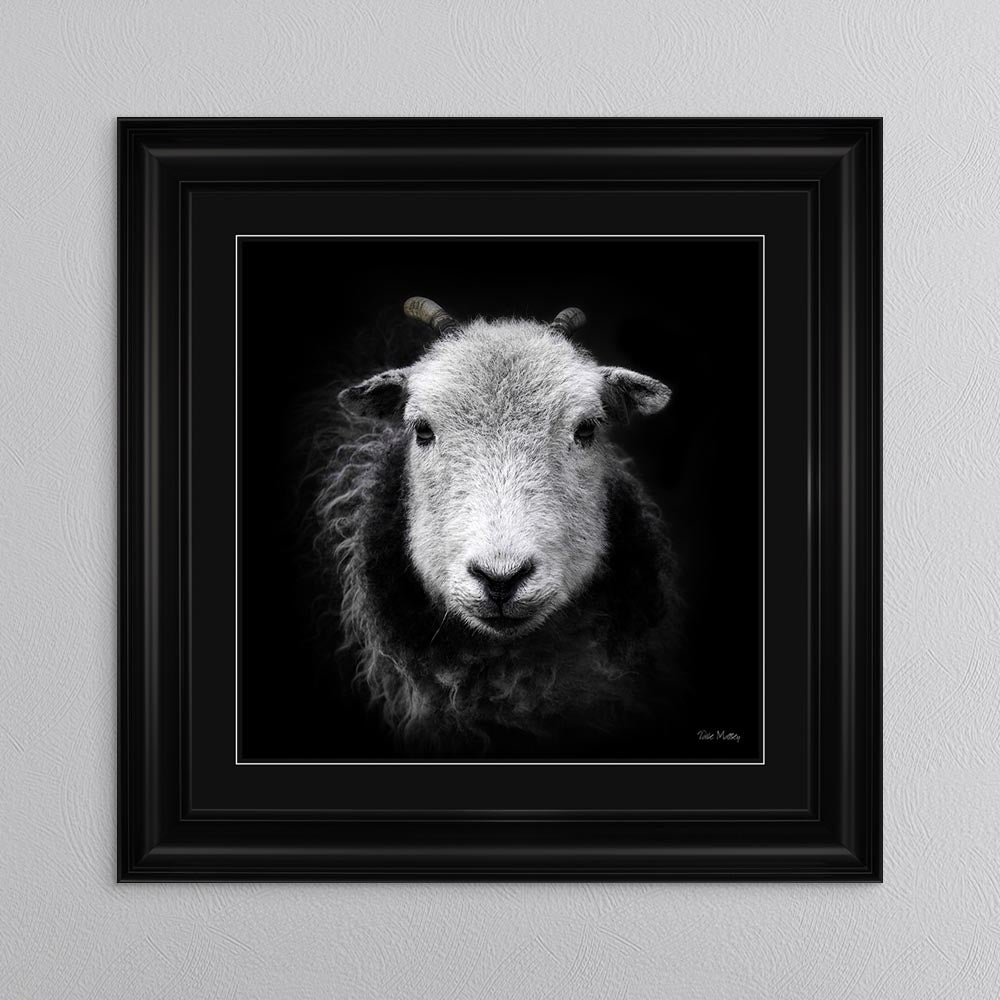 Sid The Sheep with Black Mount Framed Wall Art