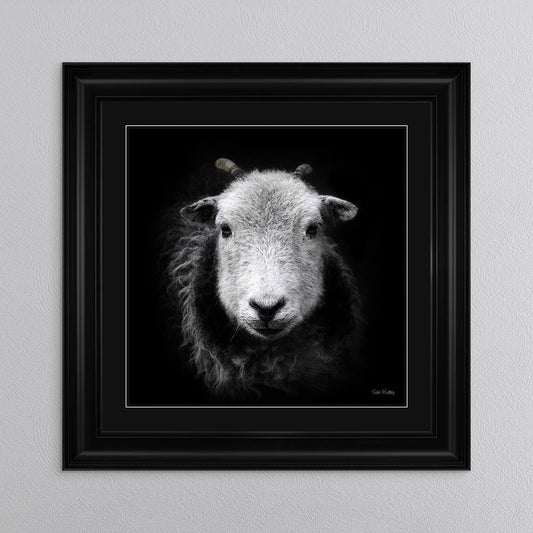 Sid The Sheep with Black Mount Framed Wall Art
