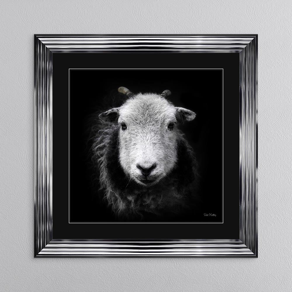 Sid The Sheep with Black Mount Framed Wall Art