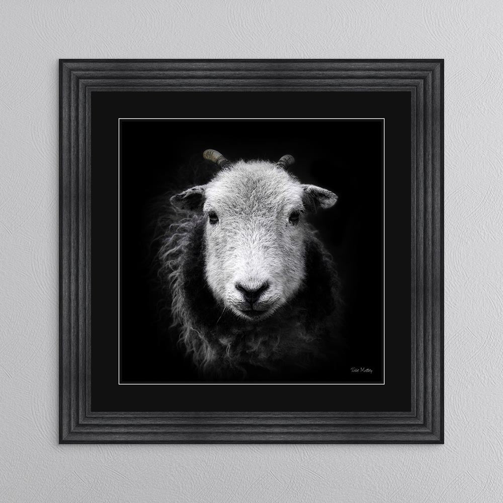 Sid The Sheep with Black Mount Framed Wall Art