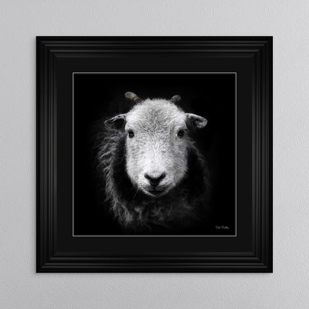 Sid The Sheep with Black Mount Framed Wall Art