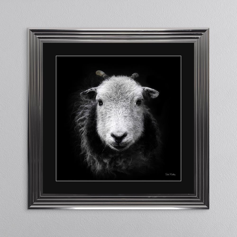 Sid The Sheep with Black Mount Framed Wall Art