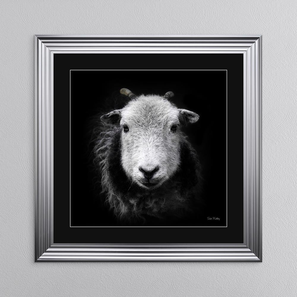 Sid The Sheep with Black Mount Framed Wall Art