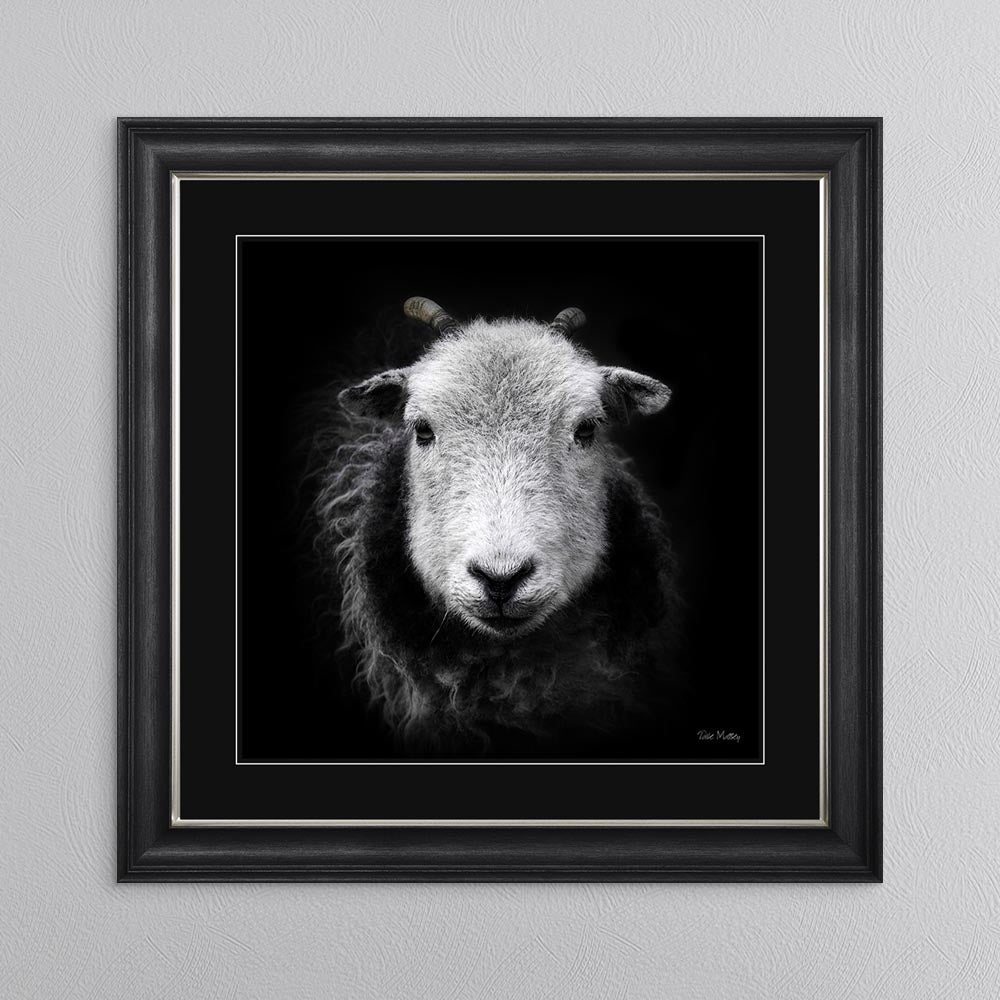 Sid The Sheep with Black Mount Framed Wall Art