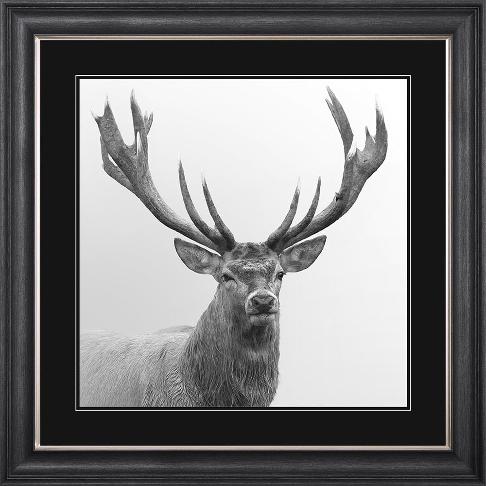 Grey And White Stag with Black Mount Framed Wall Art