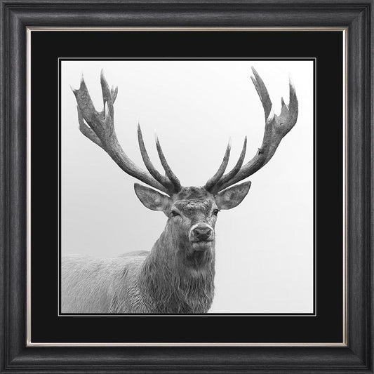 Grey And White Stag with Black Mount Framed Wall Art
