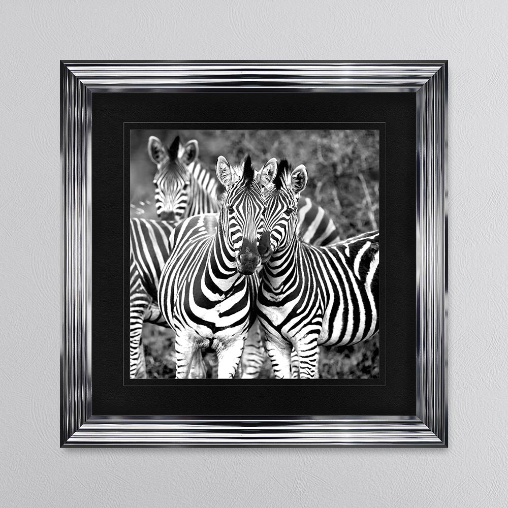 Zebras In The Wild with Black Mount Framed Wall Art