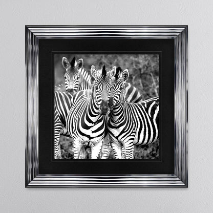 Zebras In The Wild with Black Mount Framed Wall Art