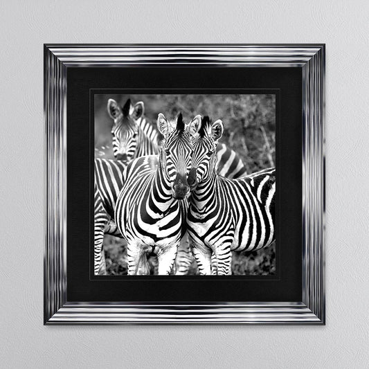 Zebras In The Wild with Black Mount Framed Wall Art