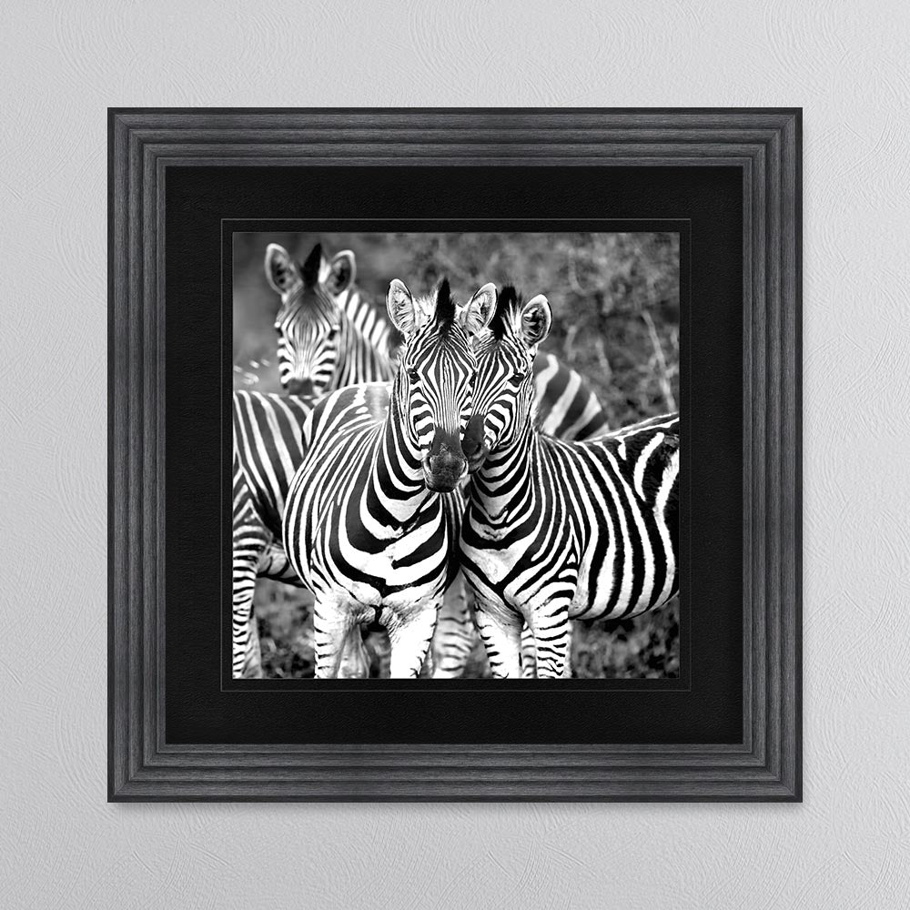 Zebras In The Wild with Black Mount Framed Wall Art