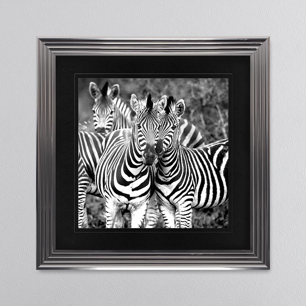 Zebras In The Wild with Black Mount Framed Wall Art