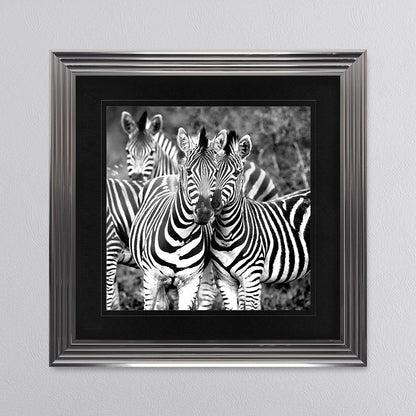 Zebras In The Wild with Black Mount Framed Wall Art