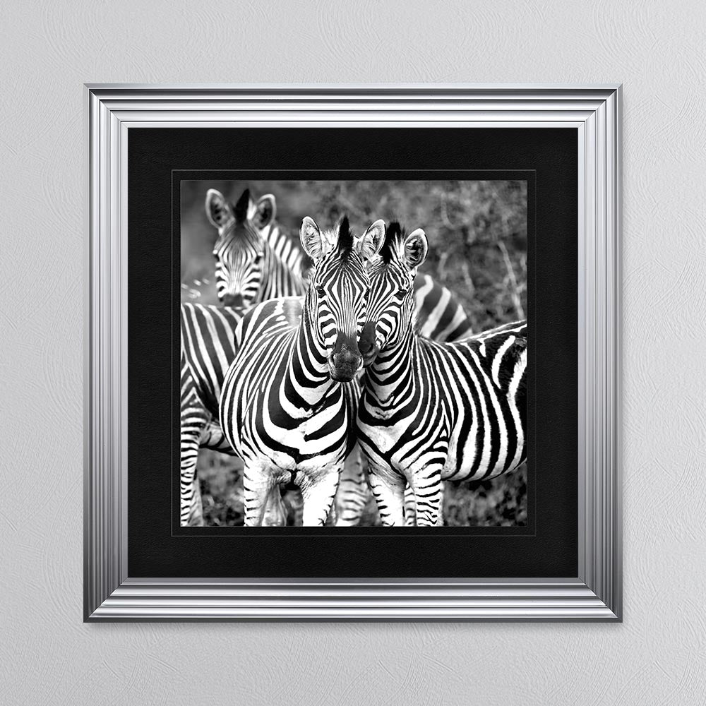 Zebras In The Wild with Black Mount Framed Wall Art
