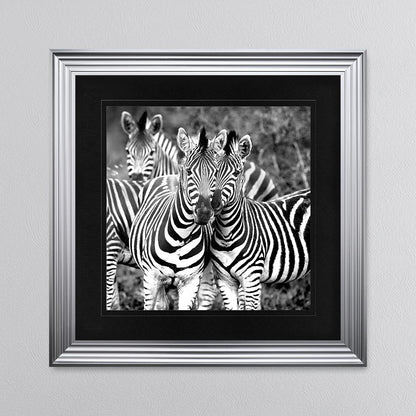 Zebras In The Wild with Black Mount Framed Wall Art
