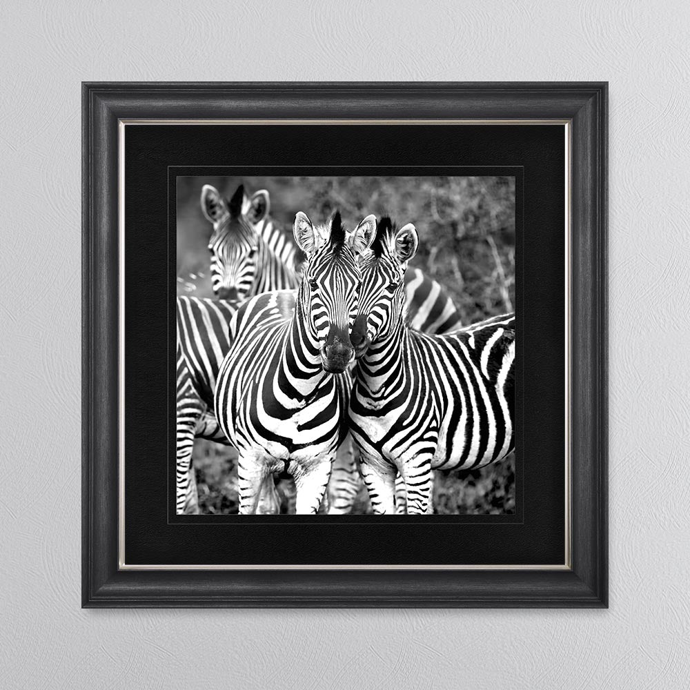 Zebras In The Wild with Black Mount Framed Wall Art