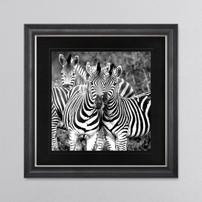 Zebras In The Wild with Black Mount Framed Wall Art