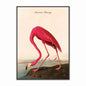 American Flamingo Velvet Canvas