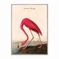 American Flamingo Velvet Canvas