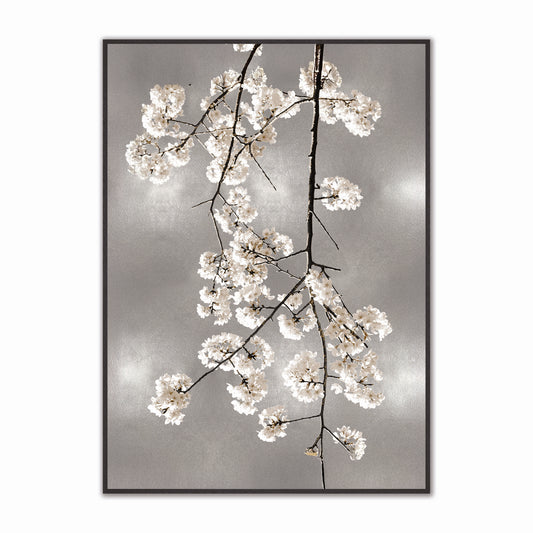 White Blossom on Silver 1 Velvet Canvas