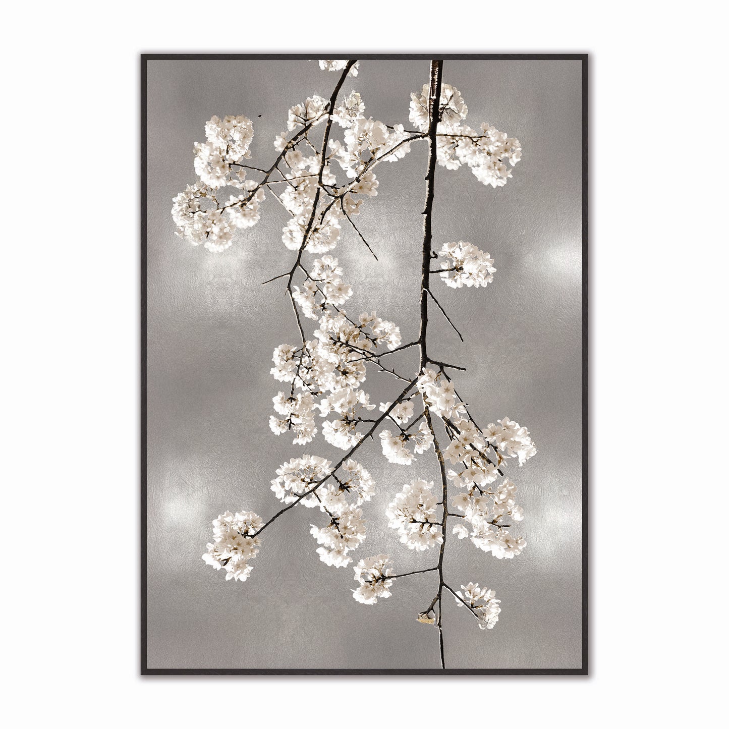 White Blossom on Silver 1 Velvet Canvas