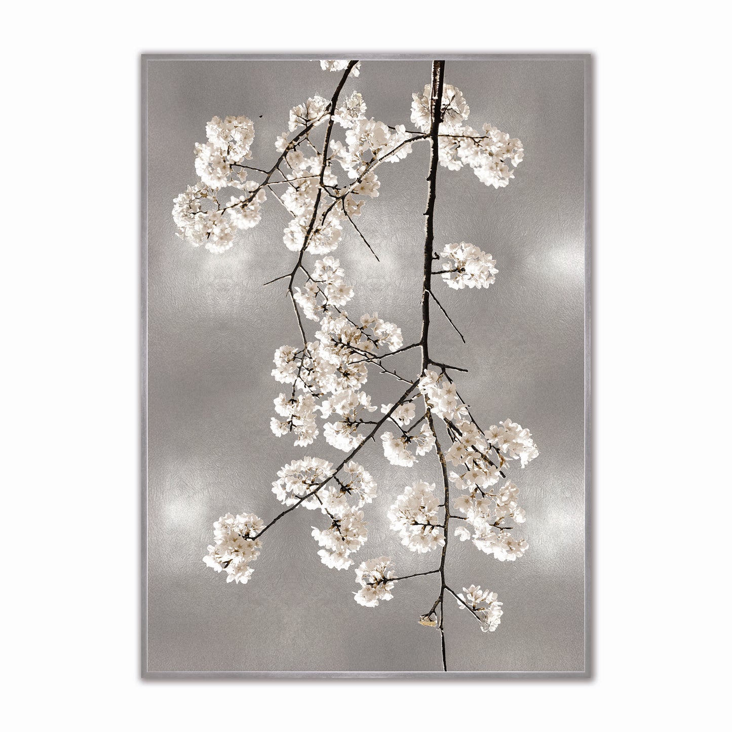 White Blossom on Silver 1 Velvet Canvas