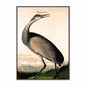 Hooping Crane Velvet Canvas