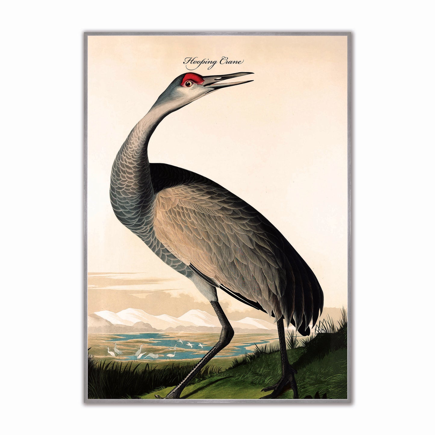 Hooping Crane Velvet Canvas