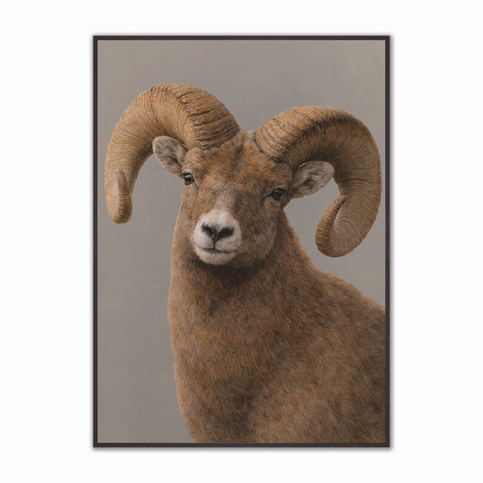 Curious Longhorn Velvet Canvas Art
