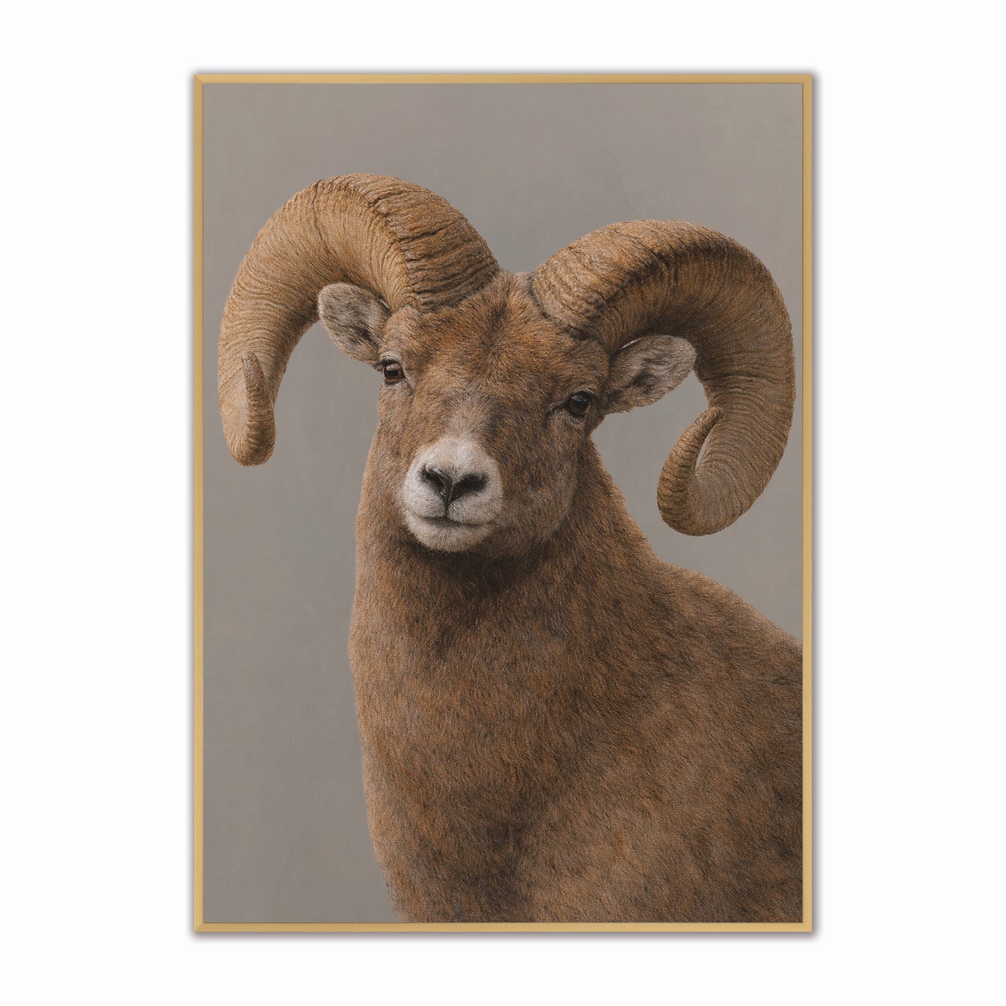 Curious Longhorn Velvet Canvas Art