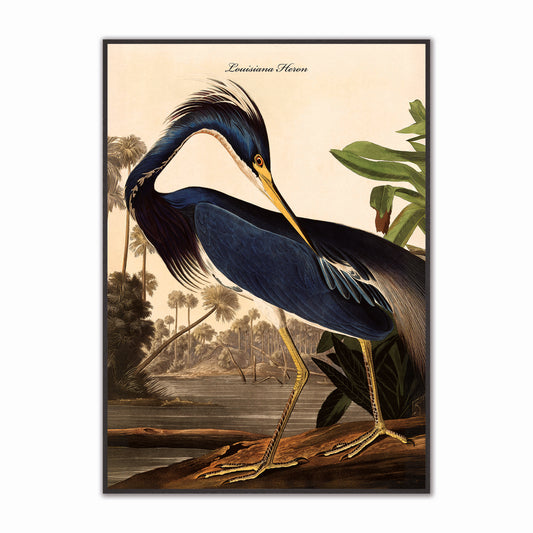 Louisiana Heron Velvet Canvas
