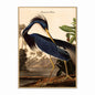 Louisiana Heron Velvet Canvas
