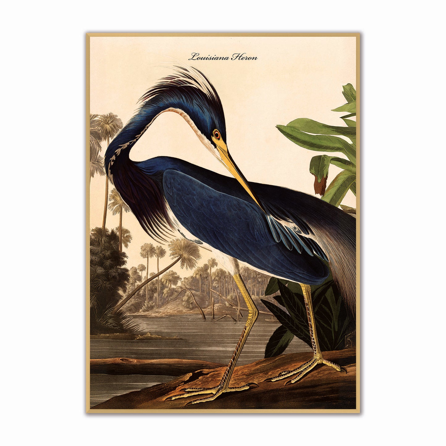 Louisiana Heron Velvet Canvas